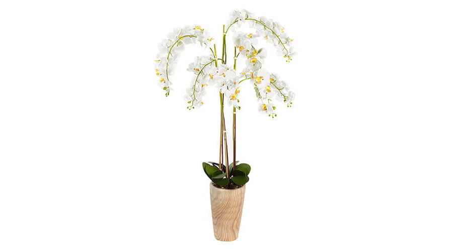 Floor Plants